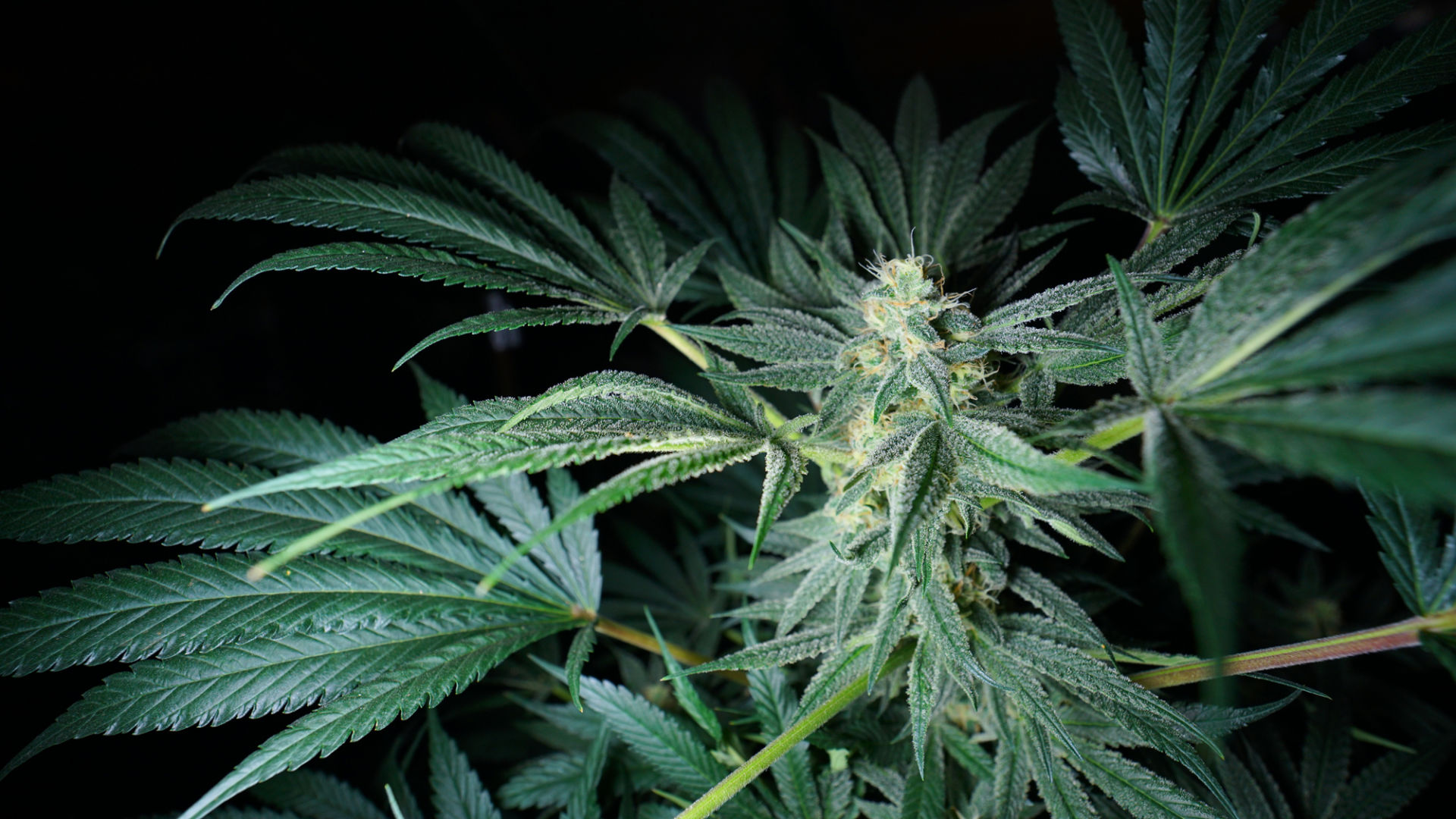 marijuana6.jpg
